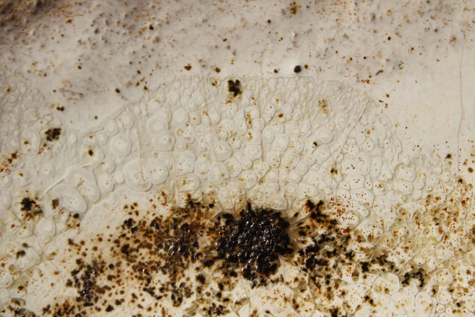 Декор - Декоративное керамическое блюдо